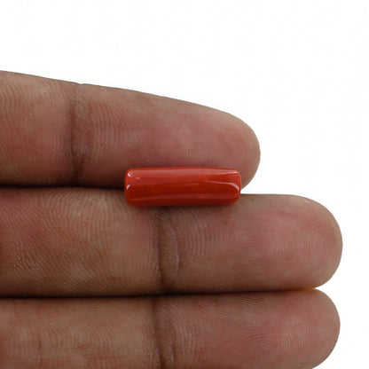 Red Coral (Moonga) - 5.36 Carat