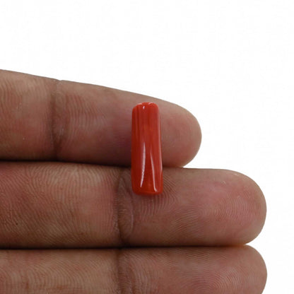 Red Coral (Moonga) - 5.36 Carat