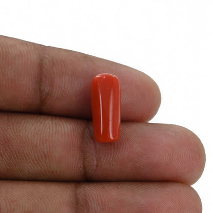 Red Coral (Moonga) - 5.26 Carat