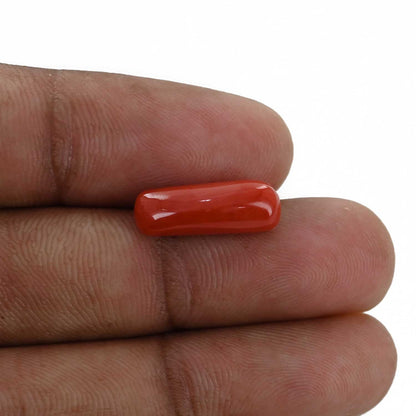 Red Coral (Moonga) - 5.31 Carat