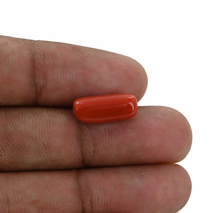 Red Coral (Moonga) - 4.98 Carat