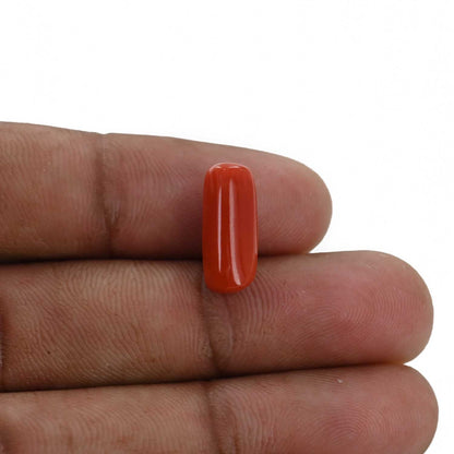 Red Coral (Moonga) - 4.98 Carat
