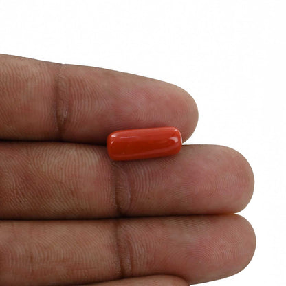 Red Coral (Moonga) - 4.5 Carat