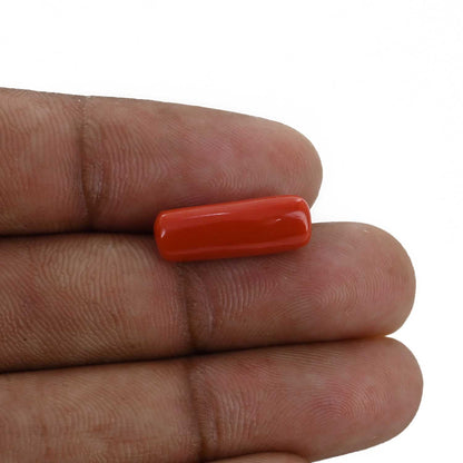 Red Coral (Moonga) - 6.23 Carat