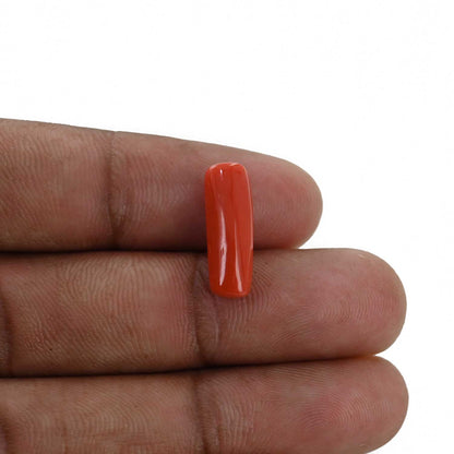 Red Coral (Moonga) - 5.24 Carat