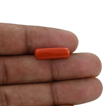 Red Coral (Moonga) - 5.82 Carat