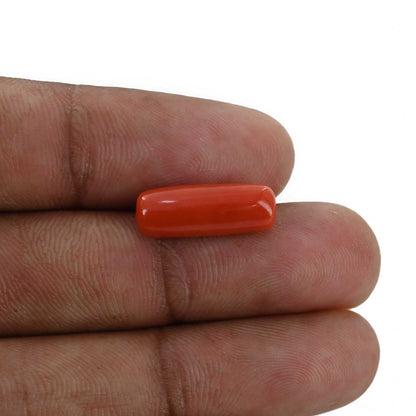 Red Coral (Moonga) - 5.64 Carat