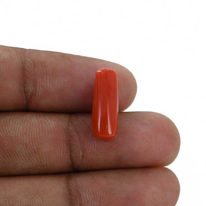 Red Coral (Moonga) - 5.64 Carat
