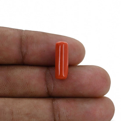 Red Coral (Moonga) - 5.24 Carat