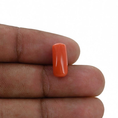Red Coral (Moonga) - 5.21 Carat