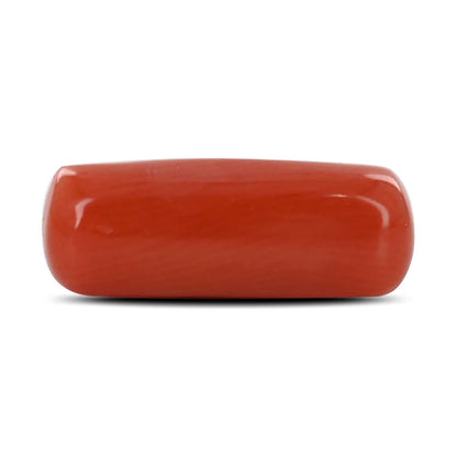Red Coral (Moonga) - 4.84 Carat