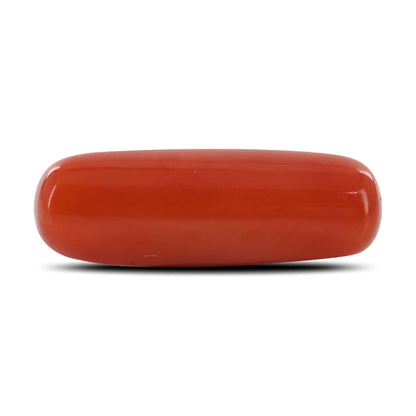 Red Coral (Moonga) - 6.33 Carat