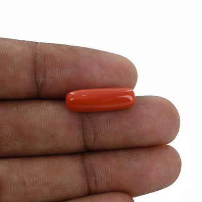 Red Coral (Moonga) - 6.33 Carat