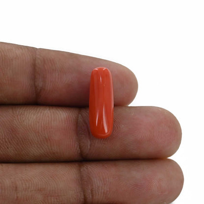 Red Coral (Moonga) - 6.33 Carat