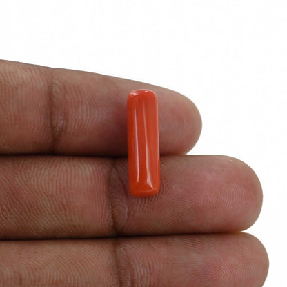 Red Coral (Moonga) - 6.26 Carat