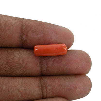 Red Coral (Moonga) - 5.79 Carat