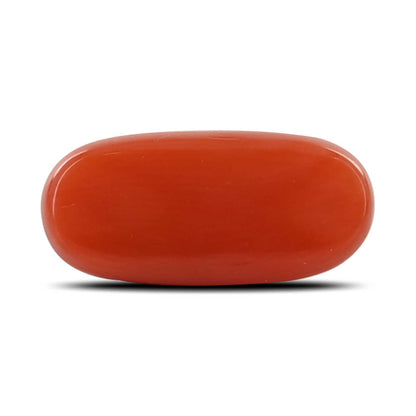 Red Coral (Moonga) - 5.34 Carat