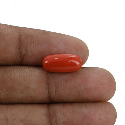 Red Coral (Moonga) - 5.34 Carat