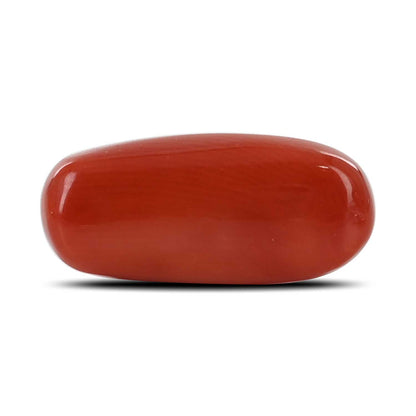 Red Coral (Moonga) - 7.12 Carat