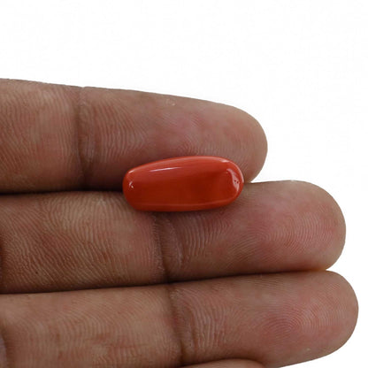 Red Coral (Moonga) - 7.12 Carat
