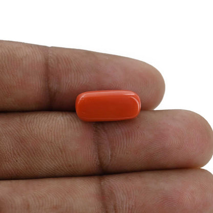 Red Coral (Moonga) - 6.41 Carat