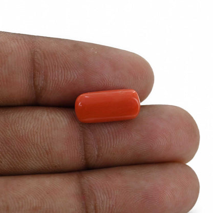 Red Coral (Moonga) - 5.42 Carat