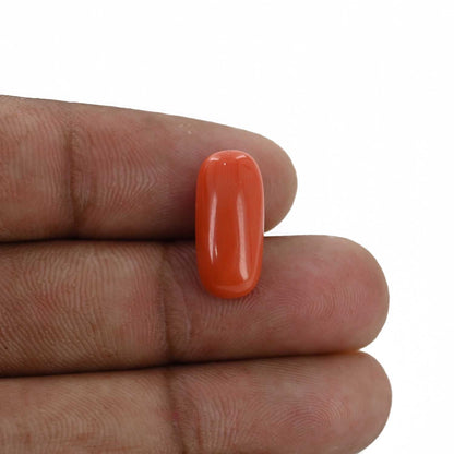 Red Coral (Moonga) - 6.56 Carat