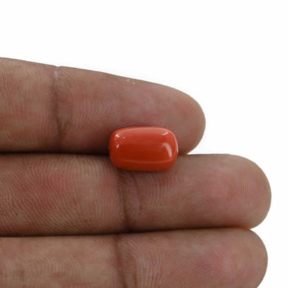 Red Coral (Moonga) - 6.13 Carat