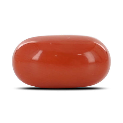 Red Coral (Moonga) - 5.37 Carat