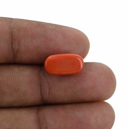Red Coral (Moonga) - 5.37 Carat