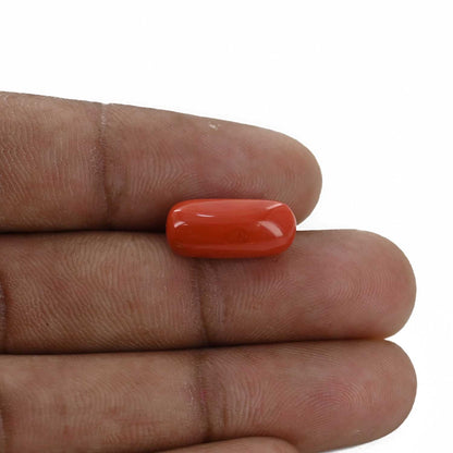 Red Coral (Moonga) - 6.97 Carat