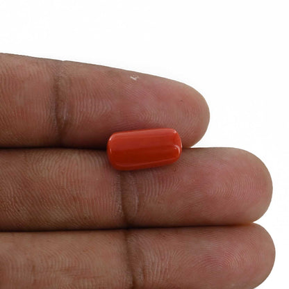Red Coral (Moonga) - 5.28 Carat