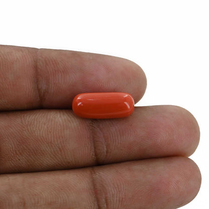Red Coral (Moonga) - 5.48 Carat