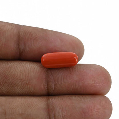Red Coral (Moonga) - 5.48 Carat