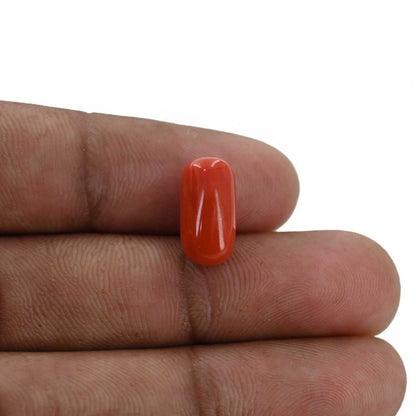 Red Coral (Moonga) - 5.62 Carat