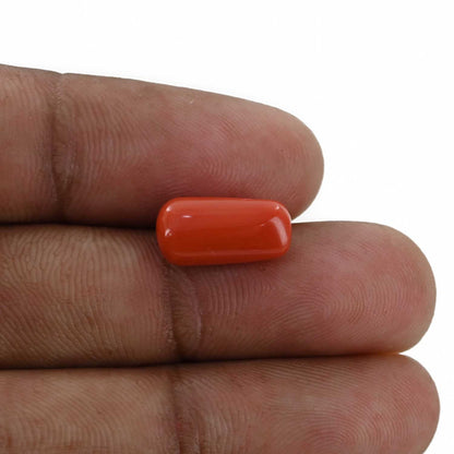 Red Coral (Moonga) - 5.33 Carat