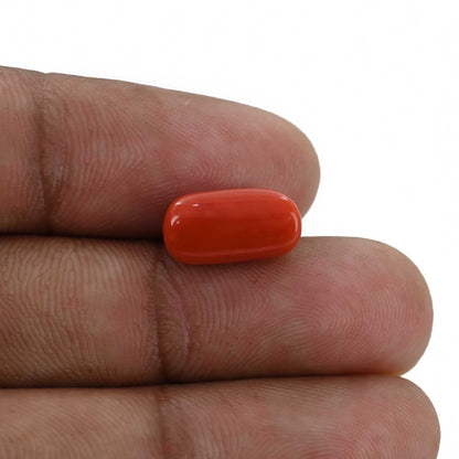 Red Coral (Moonga) - 5.16 Carat
