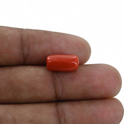 Red Coral (Moonga) - 5.18 Carat