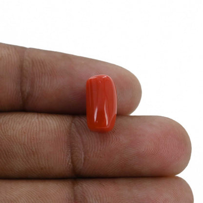 Red Coral (Moonga) - 5.18 Carat