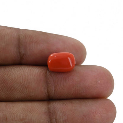 Red Coral (Moonga) - 5.22 Carat