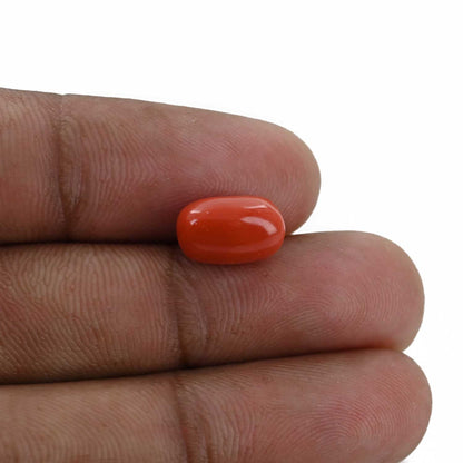 Red Coral (Moonga) - 4.32 Carat