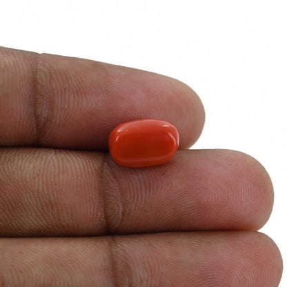 Red Coral (Moonga) - 4.32 Carat