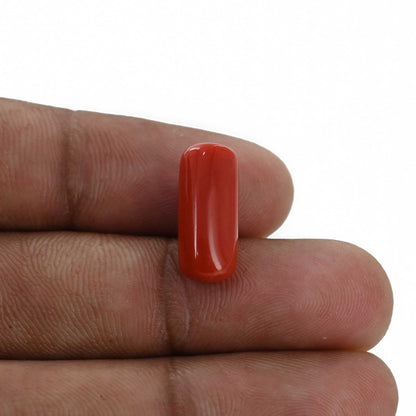 Red Coral (Moonga) - 6.88 Carat
