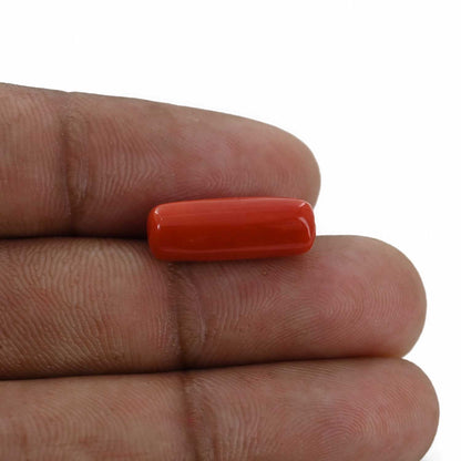 Red Coral (Moonga) - 6.45 Carat