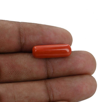 Red Coral (Moonga) - 7.82 Carat