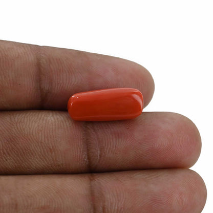 Red Coral (Moonga) - 7.97 Carat