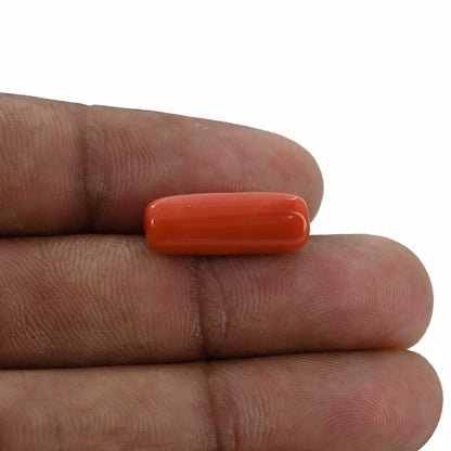 Red Coral (Moonga) - 7.16 Carat