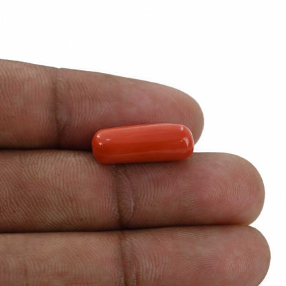 Red Coral (Moonga) - 7.94 Carat