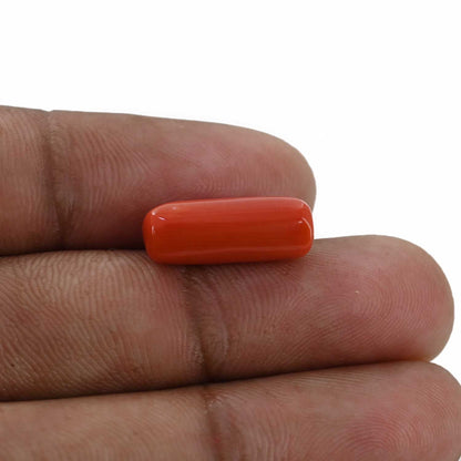 Red Coral (Moonga) - 6.55 Carat
