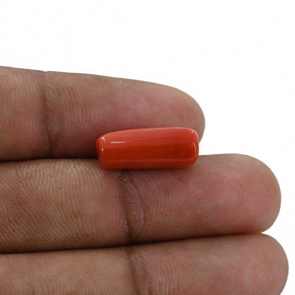 Red Coral (Moonga) - 7.38 Carat